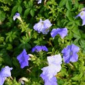Petunia x 'Malaga bleu ciel'